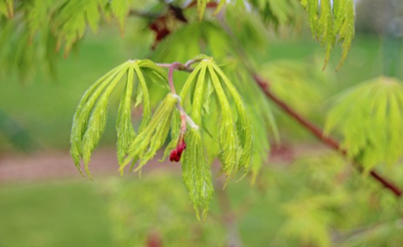 Le début du printemps